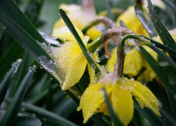 Наступний тиждень в Україні подекуди почнеться із заморозків – гідрометцентр