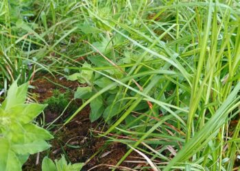 Плавучі острови у парках Києва – що це таке та навіщо потрібно | ПРО ГОЛОВНЕ