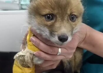 Прооперували лисеня з Броварщини, яке потрапило в капкан: лапку наразі вдалося зберегти