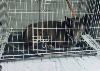 Пса, який напав на дітей у Броварах, передали нацгвардійцям