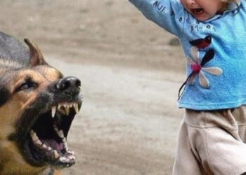 У Броварах на дітей напав пес: поліція проводить перевірку