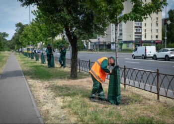 У Києві встановлюють торби для поливу дерев — що це і як вони працюють | ПРО ГОЛОВНЕ