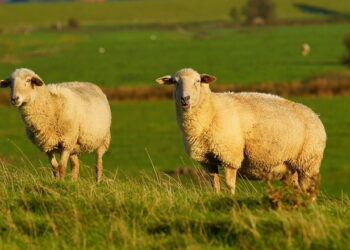 Поголів’я овець у 2024 році скоротилося на 5,1% – Економіка