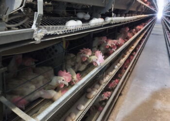 Релоковане донецьке господарство запустило нову птахофабрику на Вінниччині – Економіка