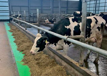 «Україна 2001» переорієнтується на голштинів – Економіка