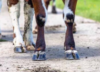 Які мінерали й вітаміни відповідають за здорові ратиці корови – Економіка