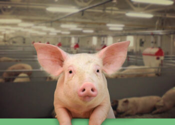 Український агрохолдинг Vitagro та данська DanBred інвестують близько $11 млн у свиноферму Економіка