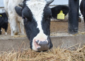 Чим вища продуктивність корови, тим більше вона потребує транзитного протеїну – Економіка