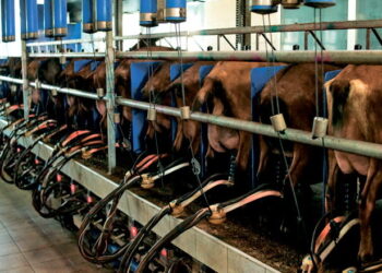 «Тетяна 2011» доїтиме 1200 кіз на годину в двох доїльних залах – Економіка