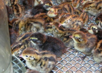 Поголів’я перепілок у сільгосппідприємствах у 2024 році скоротилося на 18,2% – Економіка