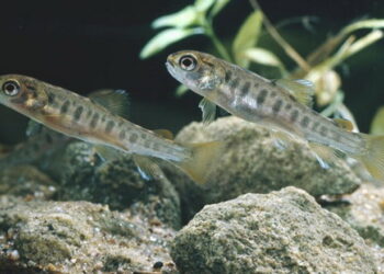 У Стрий випустили 3,4 тис. мальків струмкової форелі – Економіка