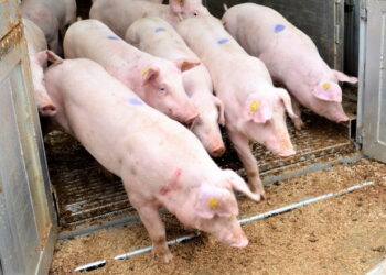 «Агропродсервіс» щороку на 20% оновлює поголів’я GP свинок – Економіка