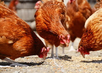 Які варіанти додавання емульгатора в корми – Економіка