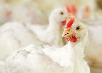 Лабораторна діагностика має вирішальне значення для виявлення інфекційного бронхіту – Економіка