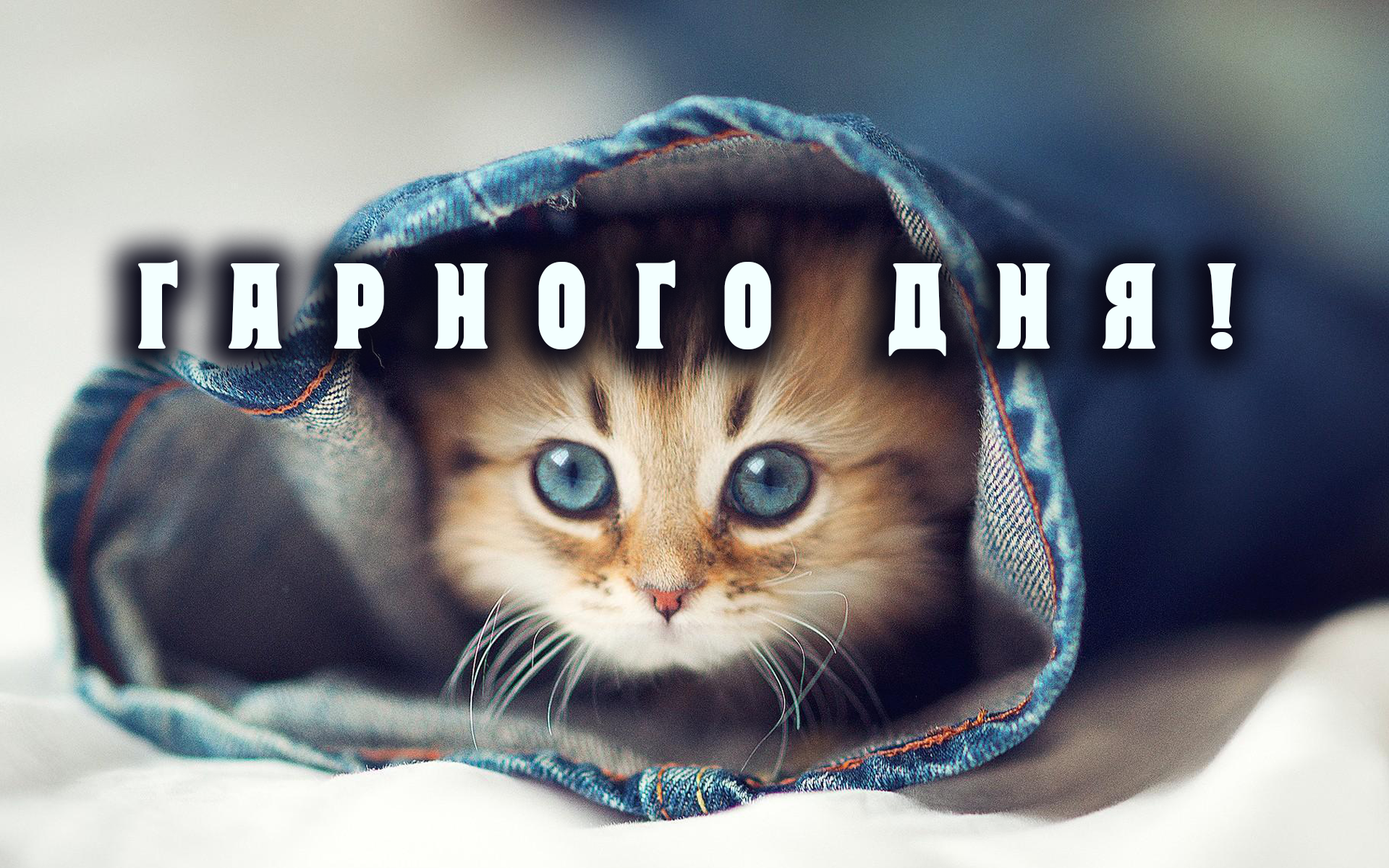 Гарного дня - картинка з котиком