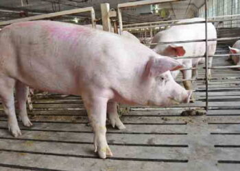 Ринок живця свиней: брак кондиційних тварин компенсує млява реалізація – Економіка