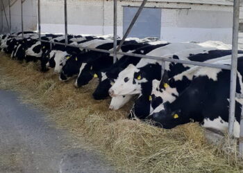 Половина промислового поголів’я ВРХ зосереджена на 151 підприємстві – Економіка