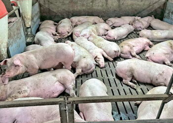 Ціни на свинину живою масою: стабільні й консолідовані – Економіка