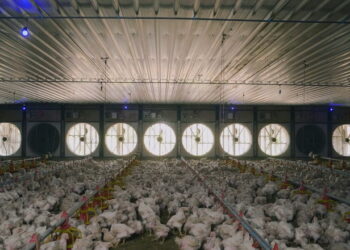 Здешевити утримання птиці можна, відрегулювавши систему вентиляції у пташнику – Економіка