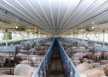 Як обрати систему вентиляції для свинарників різних масштабів – Економіка