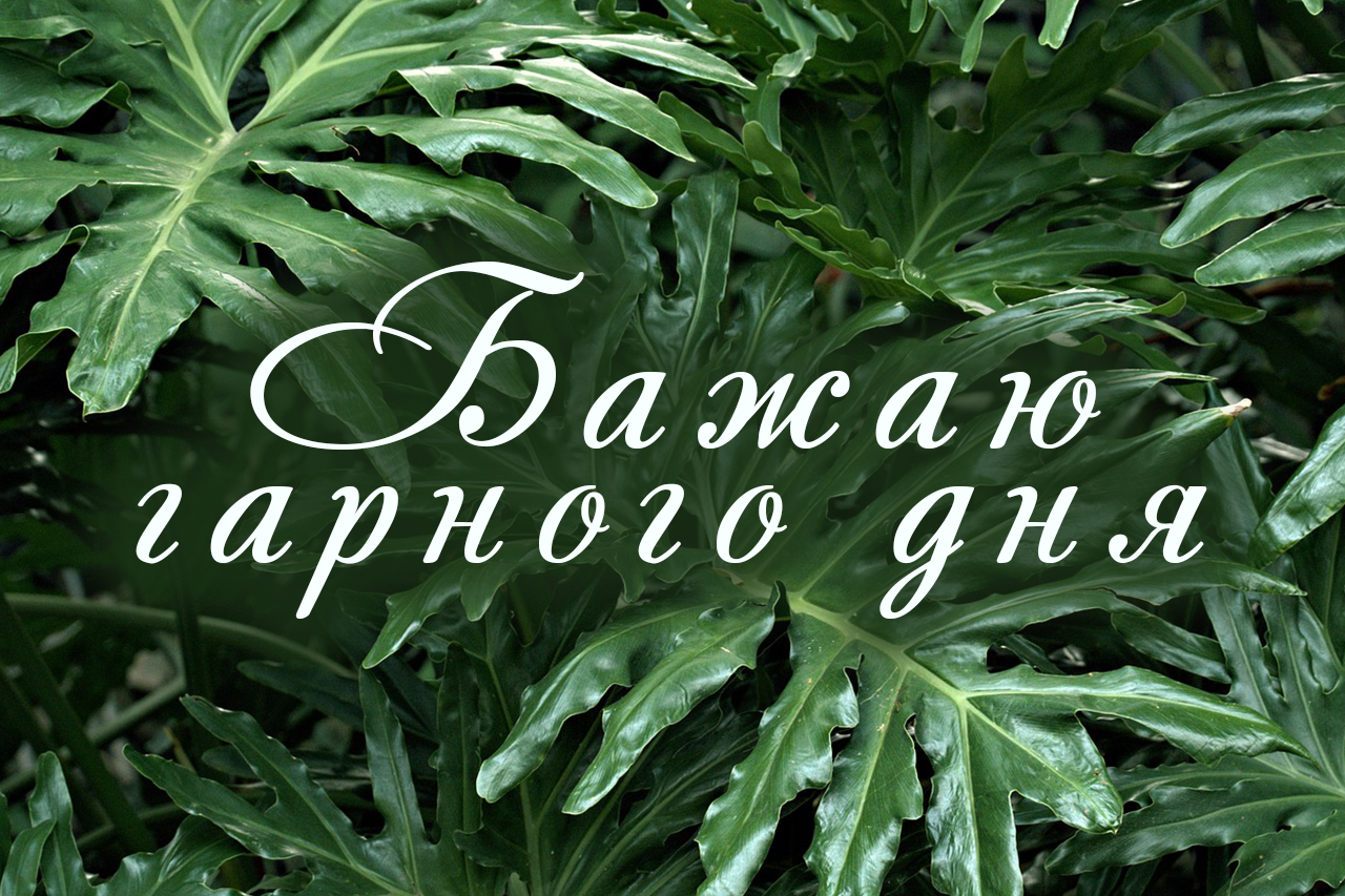 Бажаю гарного дня