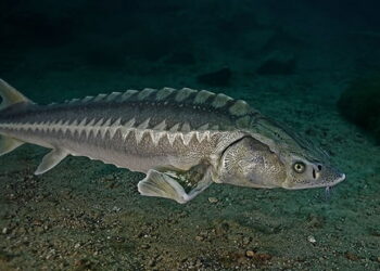 Торік в Україні добули майже вдвічі більше осетрів – Економіка