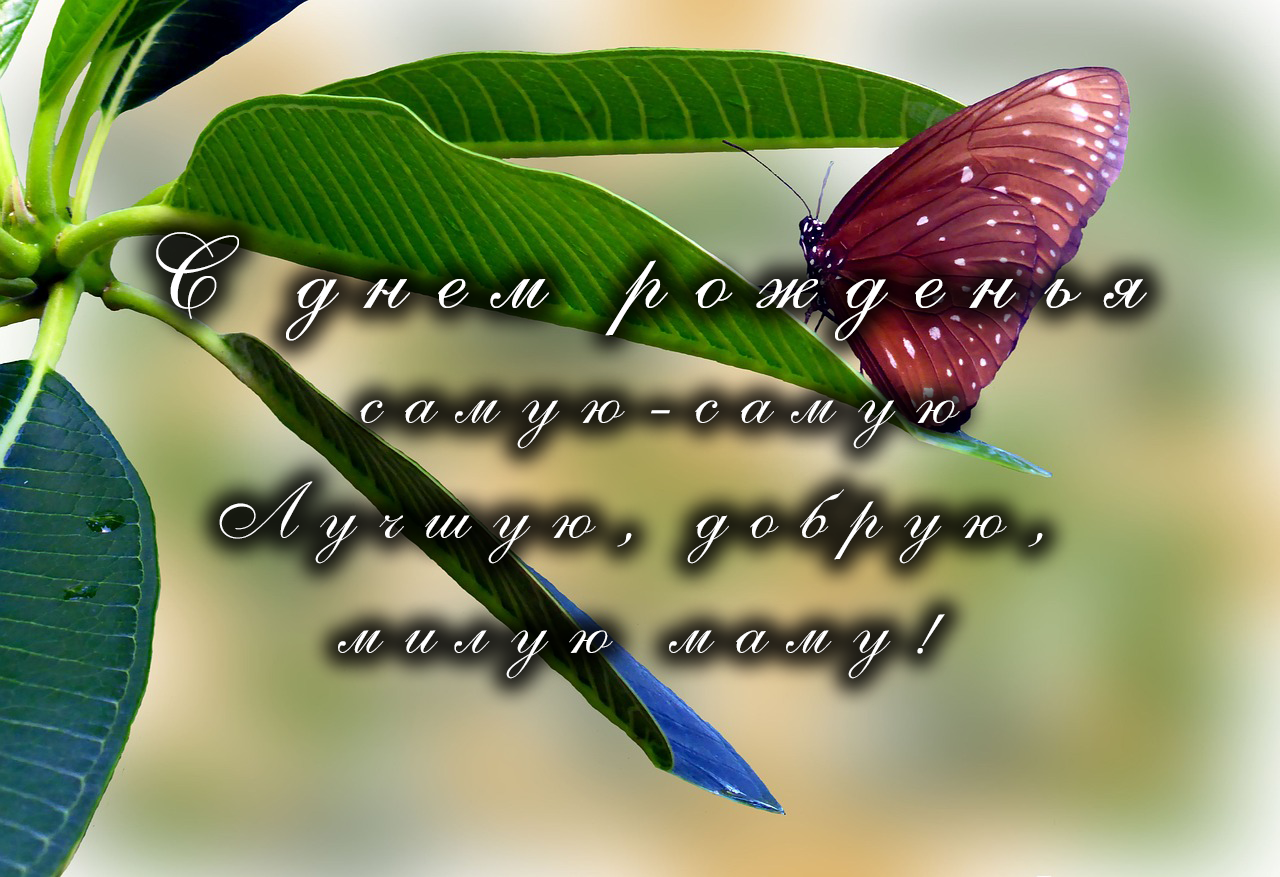 Мама -  С Днем рождения