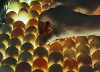 Для міцної й здорової шкаралупи яйця потрібен щільний сосочковий шар – Економіка