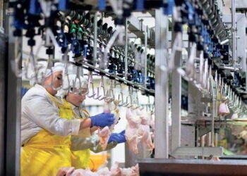 Експортери курятини очікують відкриття ринку ПАР – Економіка