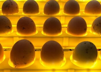 Виводимість інкубаційних яєць дуже падає, коли мармуровість шкаралупи перевищує 60% – Економіка