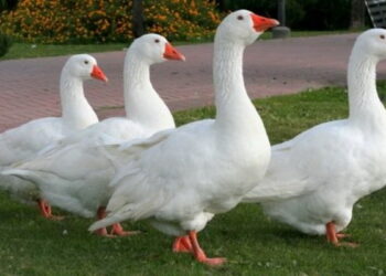 У промисловому сегменті утримують менше ніж 20 тис. голів гусей – Економіка