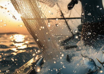 На 2 липня заплановані аукціони на промисловий вилов риби у південному регіоні – Економіка