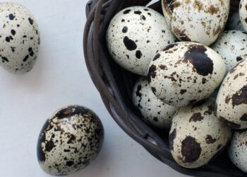 У 2024 році сільгосппідприємства виробили понад 49 млн перепелиних яєць – Економіка