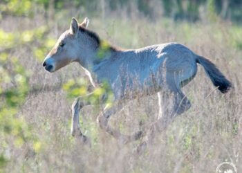 Лошата коней Пржевальського народилися у Чорнобильському заповіднику