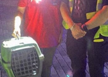 На Київщині патрульні врятували пораненого кота