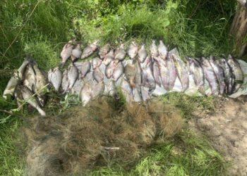 На Київщині спіймали браконьєра з уловом на понад 125 тис грн