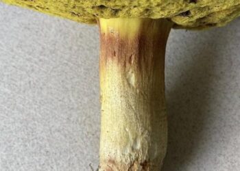 На Київщині виявили рідкісні їстівні гриби, що вважаються делікатесами