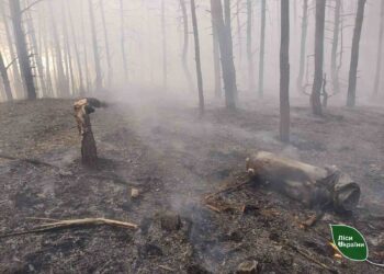 На Київщині збільшують кількість резервних команд для гасіння пожеж в лісах