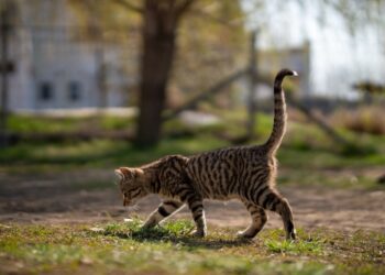 На Обухівщині зафіксували сказ у домашнього кота: запроваджено карантинні заходи