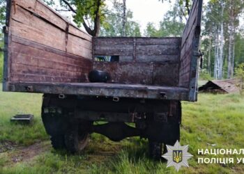 На Вишгородщині організували масштабну незаконну вирубку лісу: справу передано до суду