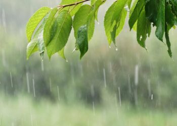 Прогноз погоди на 15 червня. Де прогнозують дощі та грози