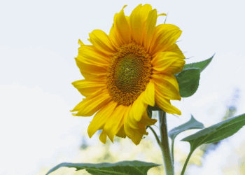 РФ прагне витіснити українську соняшникову олію з азійських ринків |