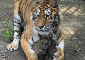 Тигрюля з Центру порятунку диких тварин на Київщині потребує друга-опікуна