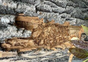 У Білогородці запроваджено карантин через небезпечного шкідника