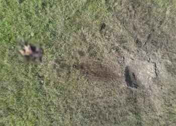 У Чорнобильській зоні кінь Пржевальського підірвався на міні