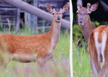 У Чорнобильській зоні живуть прегарні олені