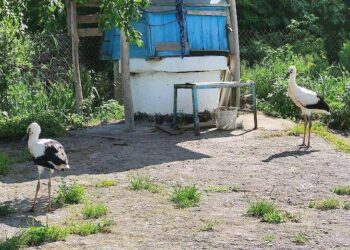 У Підгірцях врятували травмованого лелеку