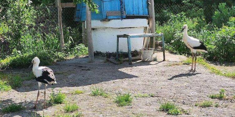 У Підгірцях врятували травмованого лелеку