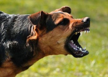 У селі поблизу Обухова виявили сказ у безпритульного собаки