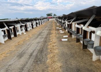 “Українська молочна компанія” на Київщині виробляє молоко, біогаз і електрику в одному циклі